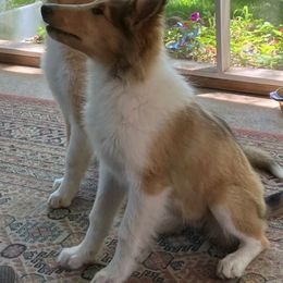Collie Puppies from Kingsgift Collies
