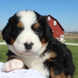 Bernese Mountain Dog Puppies from Mom's B & B