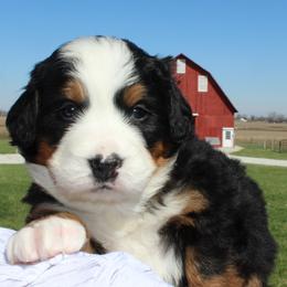 Bernese Mountain Dog Puppies from Mom's B & B