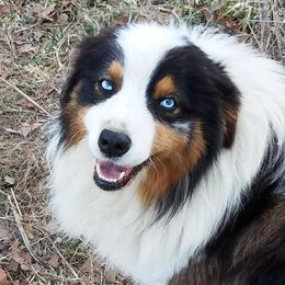 Australian Shepherds from Diamond GM's Australian Shepherds