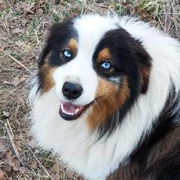 Australian Shepherds from Diamond GM's Australian Shepherds
