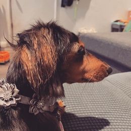 Dachshunds from Nicole's Dachshunds