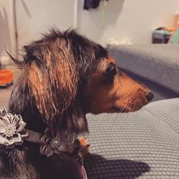 Dachshunds from Nicole's Dachshunds