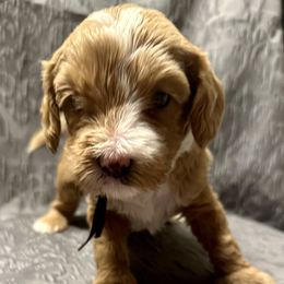 Australian Labradoodle Puppies from Cali Dream Doodles