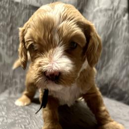 Australian Labradoodle Puppies from Cali Dream Doodles