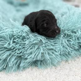 Will - Black male Goldendoodle puppy in Taylor, Michigan from Mi Best Doodle Ever, LLC