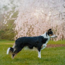 Border Collies from Rising Tide Border Collies