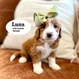 Luna - Red female Bernedoodle puppy in Jackson, Mississippi from T.M. Poodles & Doodles