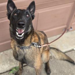Belgian Malinois from North Texas Working Malinois