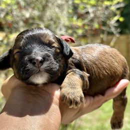 Boy 2 - Sable male Cockapoo puppy in Palm Beach County, Florida from Benji’s Cockapoos