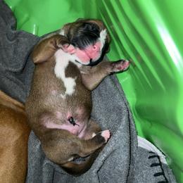 Boxer Puppies from Reynolds Homestead Boxers
