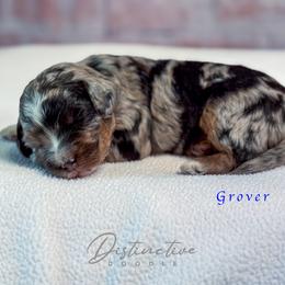 Grover - Blue merle male Aussiedoodle puppy in Kennesaw, Georgia from Distinctive Doodle