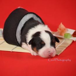 Australian Shepherd Puppies from Dovehawk Australian Shepherds