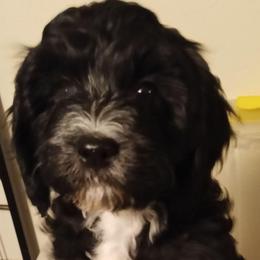 Jellybean - Black female Cavapoo puppy in East Providence, Rhode Island from Marta's Cavaliers