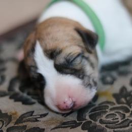 Clank - Fawn brindle male Whippet puppy in Robesonia, Pennsylvania from Rogue Mountain Manor