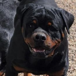 Faith - Rottweiler