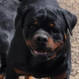 Faith - Rottweiler