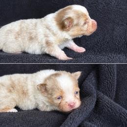 Maxwell - Chocolate merle male Pomeranian puppy in New Lenox, Illinois from Illinois Poms