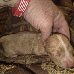 V. Bean cream girl - Cream female Dachshund puppy in Madisonville, Tennessee from LaRose Farm & Kennels