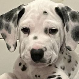 Hoover-Red Collar - White and black Dalmatian puppy in Northern, New York from Lake City Dals