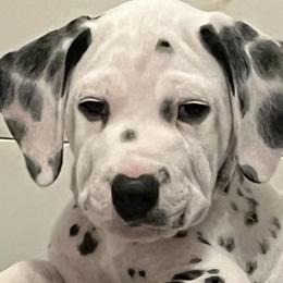 Hoover-Red Collar - White and black Dalmatian puppy in Northern, New York from Lake City Dals