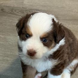 Pumpkin pie - Red tri-color female Miniature American Shepherd puppy in Groesbeck, Texas from Epic Miniature American Shepherds
