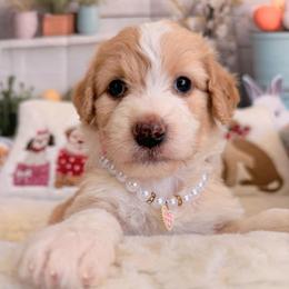 Amber - Apricot female Aussiedoodle puppy in Dickerson, Maryland from Pawsome Aussie Doodles and Oodles