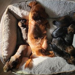 Dachshunds from Hot Dog Stand