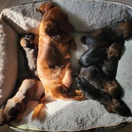 Dachshunds from Hot Dog Stand