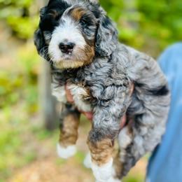 Honey - Merle female Bernedoodle puppy in Natural Bridge, Virginia from Rockbridge Puppies