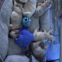 French Bulldog Puppies from Orderofthebulldogs, LLC
