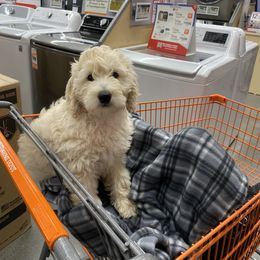 Goldendoodle Puppies from New York Doodleicious GoldenDoodles