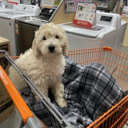 Goldendoodle Puppies from New York Doodleicious GoldenDoodles
