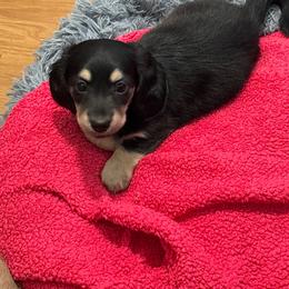 Lover boy Rambo - Black and cream male Dachshund puppy in New Smyrna Beach, Florida from J & L Mini D’s