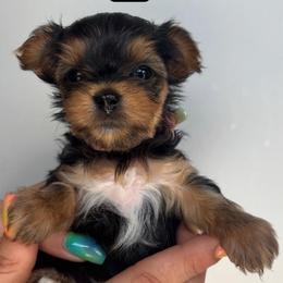 Cindy.  Light Pink Collar - Black and tan female Yorkshire Terrier puppy in Pembroke Pines, Florida from Sunshine Parti Yorkies