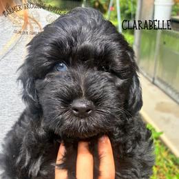 Clarabelle - Black female Schnoodle puppy in Sedalia, Missouri from Farmer Brown's Puppies