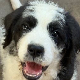 Shania - Black and white female Saint Berdoodle puppy in San Antonio, Texas from Mammoth Doodles