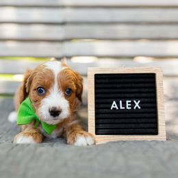 Boy 3 - Goldendoodle puppy in Riverton, Utah from Utah Doodlebug