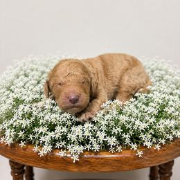 Grey - Apricot male Goldendoodle puppy in Fairmount, Georgia from Muscadine Meadows Farm