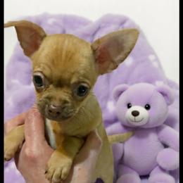 Clover - Fawn female Chihuahua puppy in Kyle, Texas from joy of chihuahuas tx