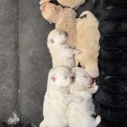Pomeranian Puppies from Uniquepombabies