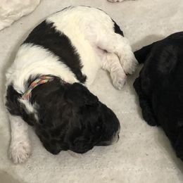 Poodle Puppies from Southern Standards