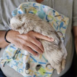 Toy Australian Shepherd Puppies from Reflections of Star Crest Kennel