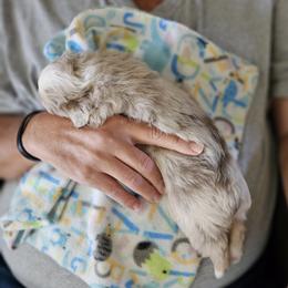 Toy Australian Shepherd Puppies from Reflections of Star Crest Kennel