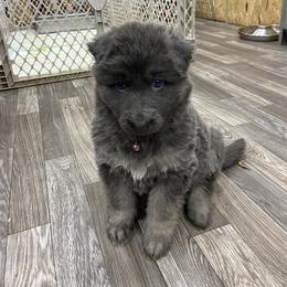 Girl 1 Little sweetheart girl. - Blue female German Shepherd puppy in Pelham, North Carolina from P & P Shepherds