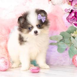 Gracelyn- AKC Blue Tri - Blue parti female Pomeranian puppy in Santa Rosa, California from Cute California Poms
