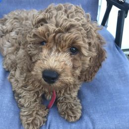 Goldendoodles from Five A's Goldendoodles