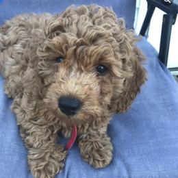 Goldendoodles from Five A's Goldendoodles