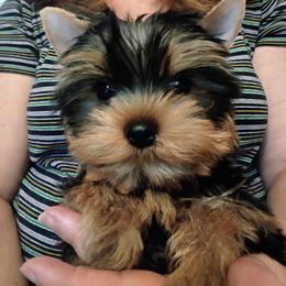 Tony - Blue and gold male Yorkshire Terrier puppy in Potomac, Maryland from Fabiana's Yorkshire Terriers