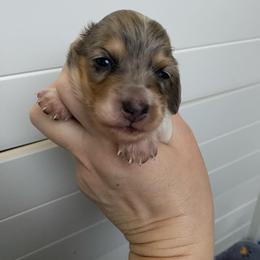 Dolly - Blue and cream female Dachshund puppy in Wolf Lake, Indiana from Canisteo Dachshunds